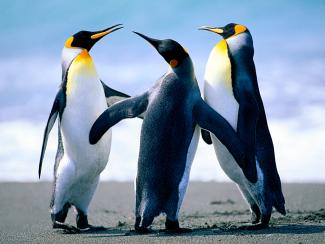 Penguins_0